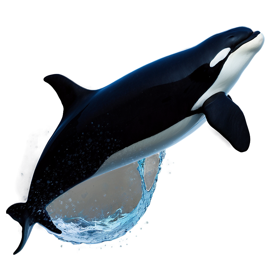 Orca In Moonlight Png 66 PNG image