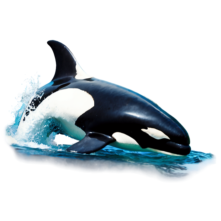 Orca In The Wild Png 05242024 PNG image