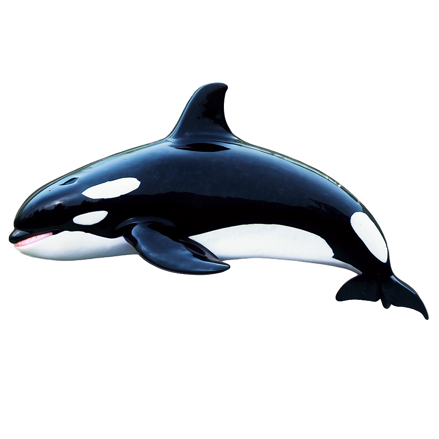 Orca Pod Png Xje PNG image