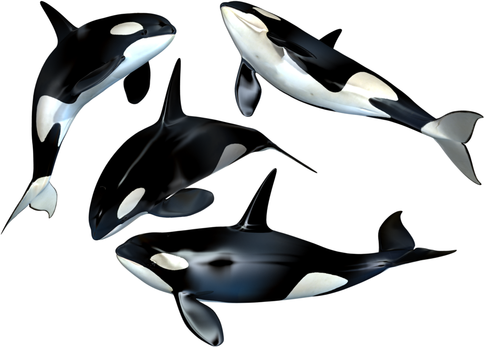 Orca Pod3 D Render PNG image