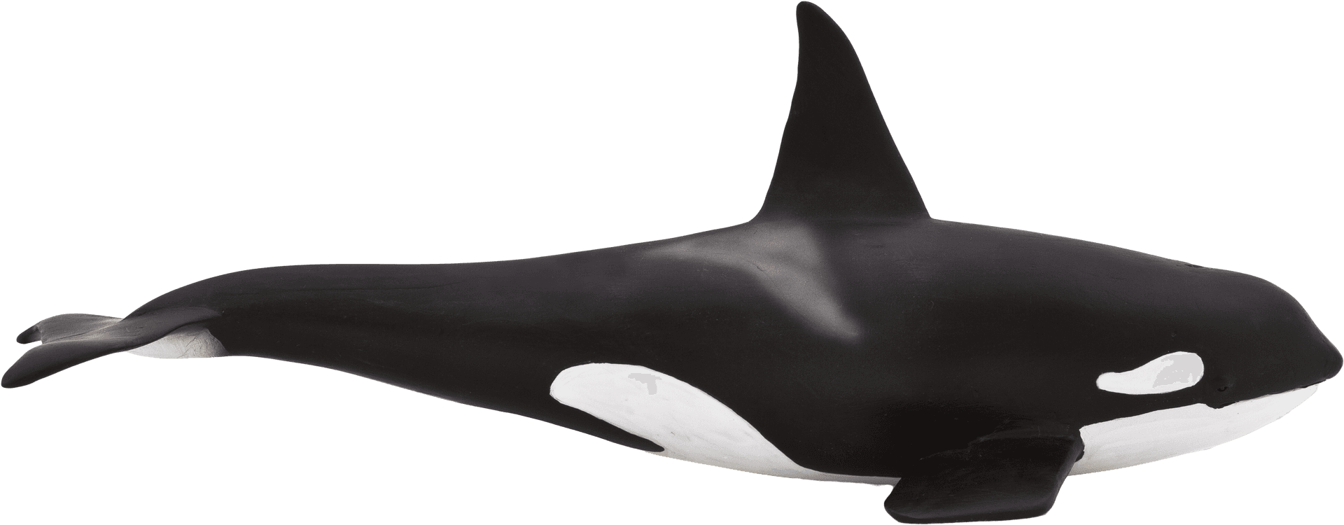 Orca Side Profile Transparent Background PNG image