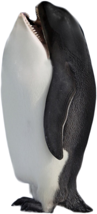 Orca Standing On Tail PNG image