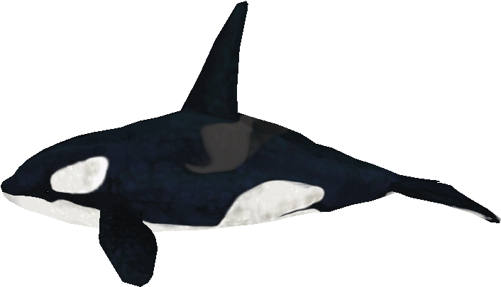 Orca Swimming Underwater.png PNG image