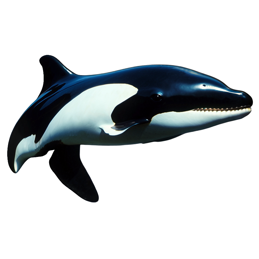 Orca Png Images (200++)