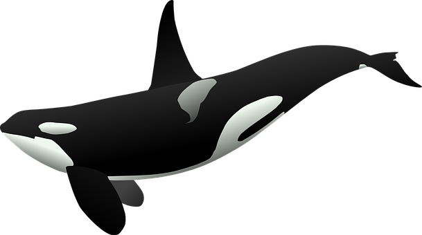 Orca Vector Art PNG image