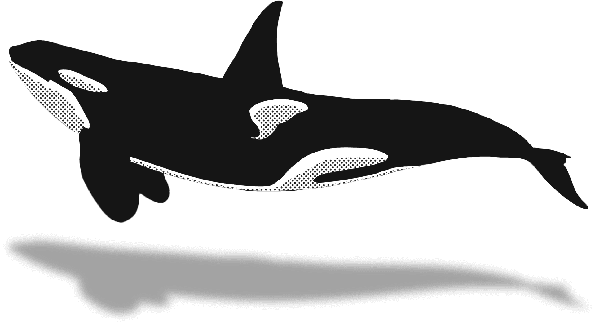 Orca Vector Illustration PNG image