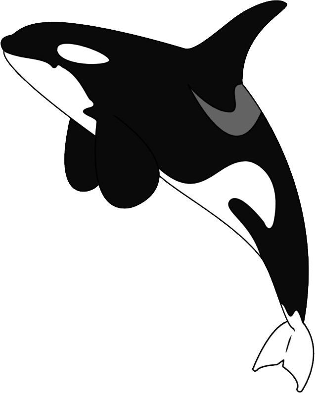 Orca Vector Illustration PNG image