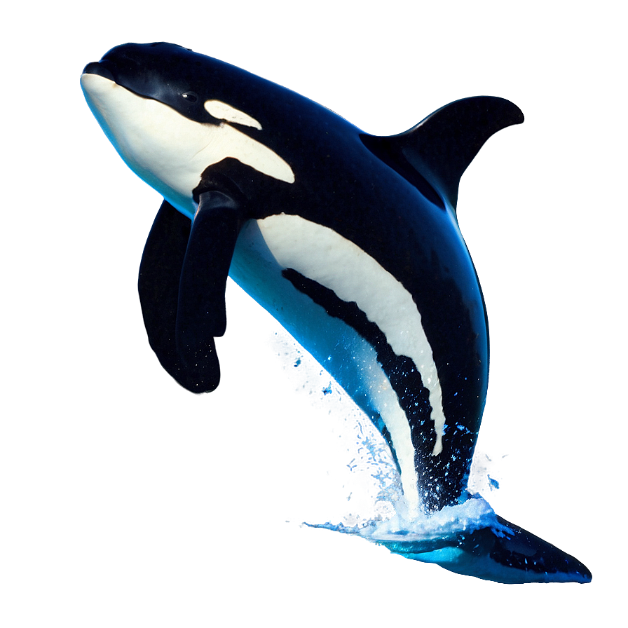 Orca Whale Breach In Moonlight Png 53 PNG image