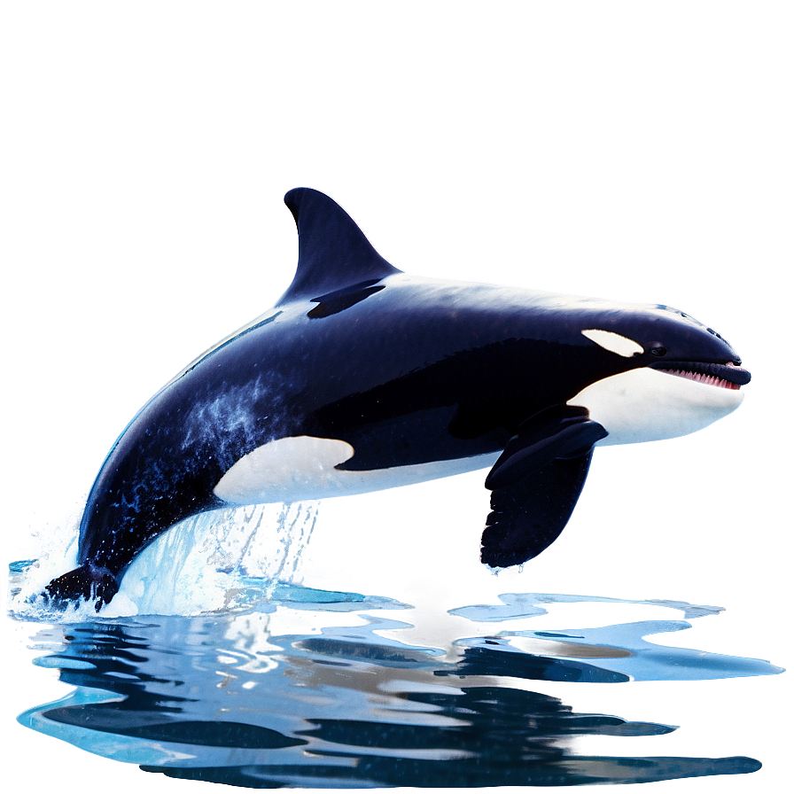 Orca Whale Breaching Water Png 06292024 PNG image