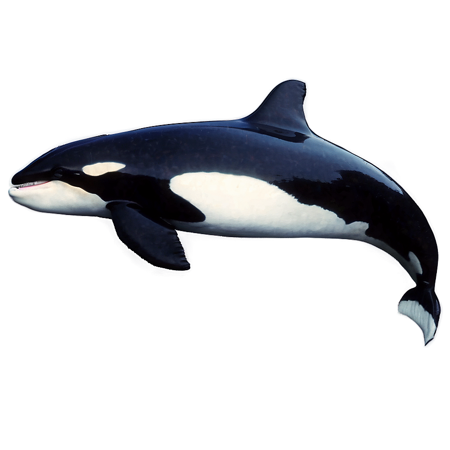 Orca Whale D PNG image