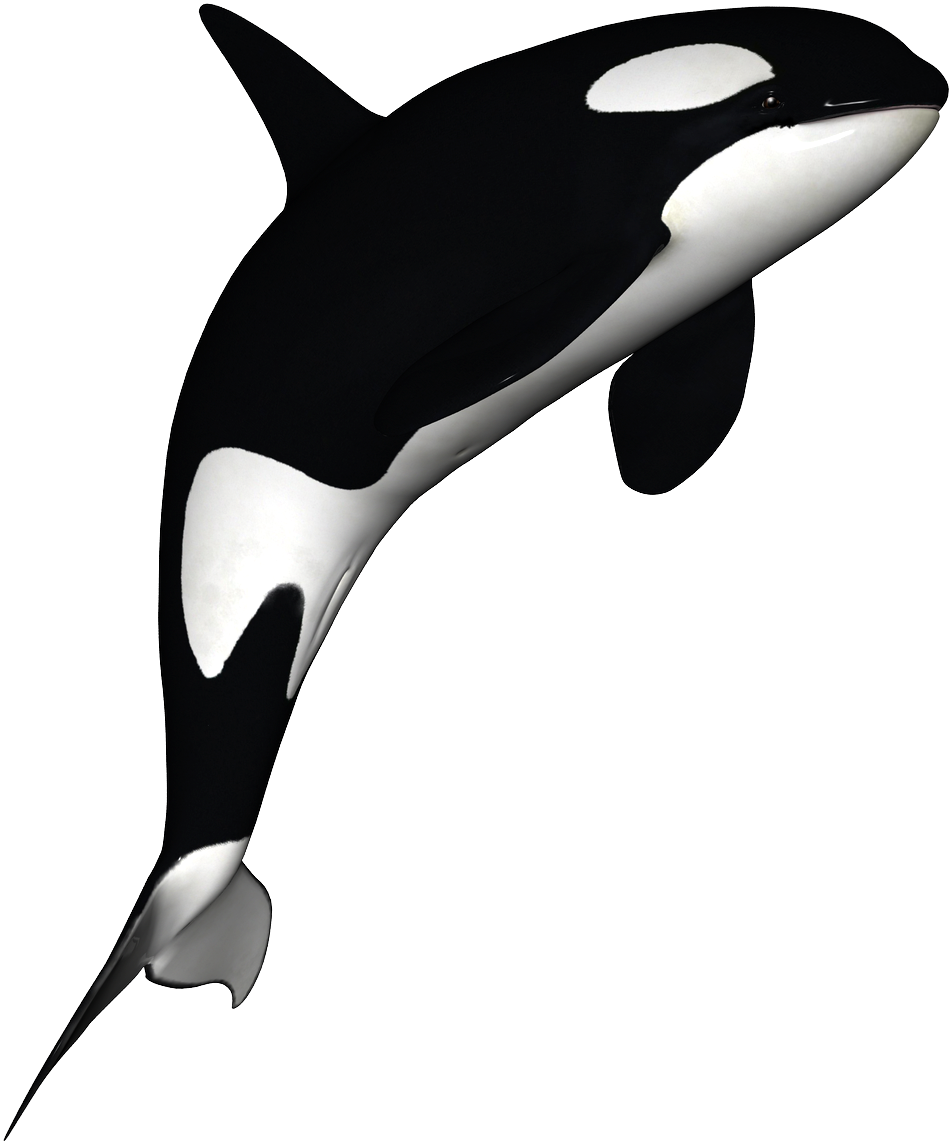 Orca Whale Illustration PNG image