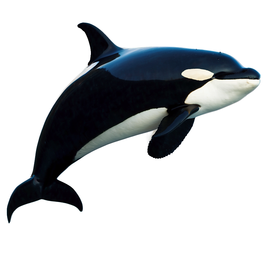 Orca Whale In Sunset Png Rpg68 PNG image