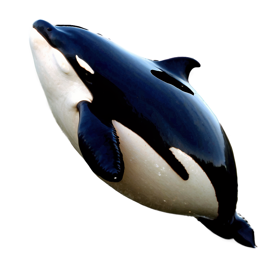 Orca With Calf Png 05242024 PNG image