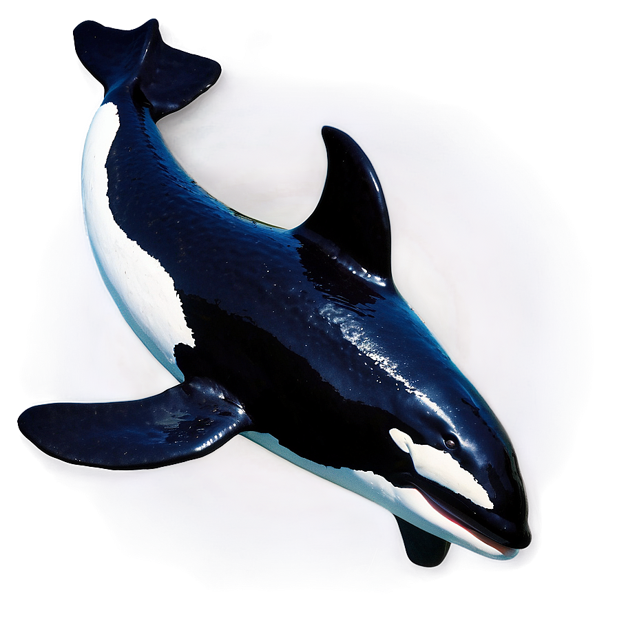 Orca With Dorsal Fin Png 05242024 PNG image