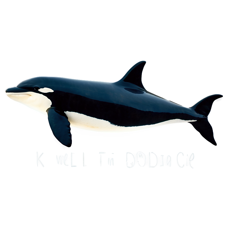 Orca With Dorsal Fin Png 05242024 PNG image