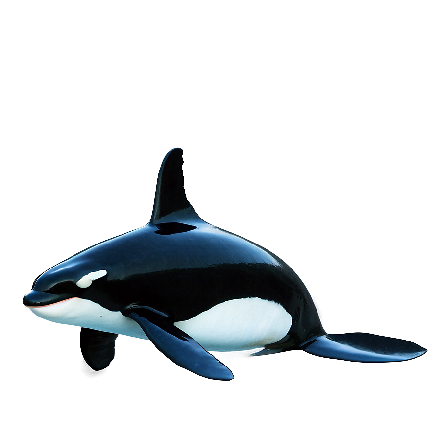 Orca Png Images (200++)