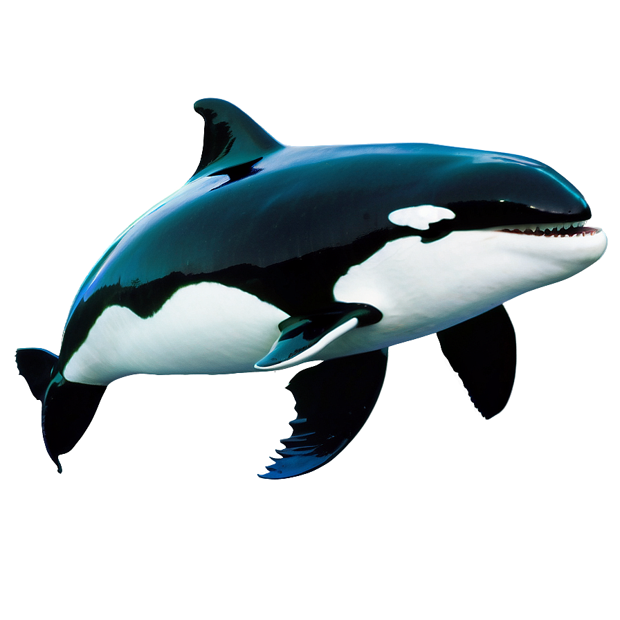 Orca With Fish Png 17 PNG image