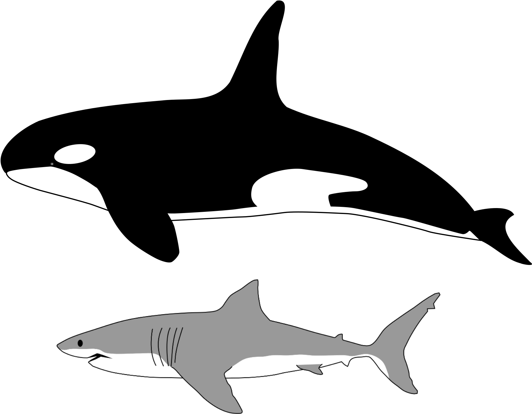 Orcaand Shark Illustration PNG image