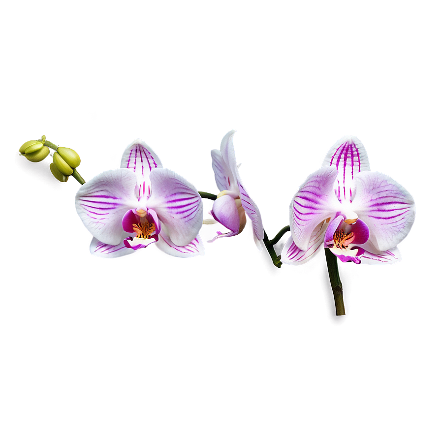 Orchid Art Png Xpw PNG image