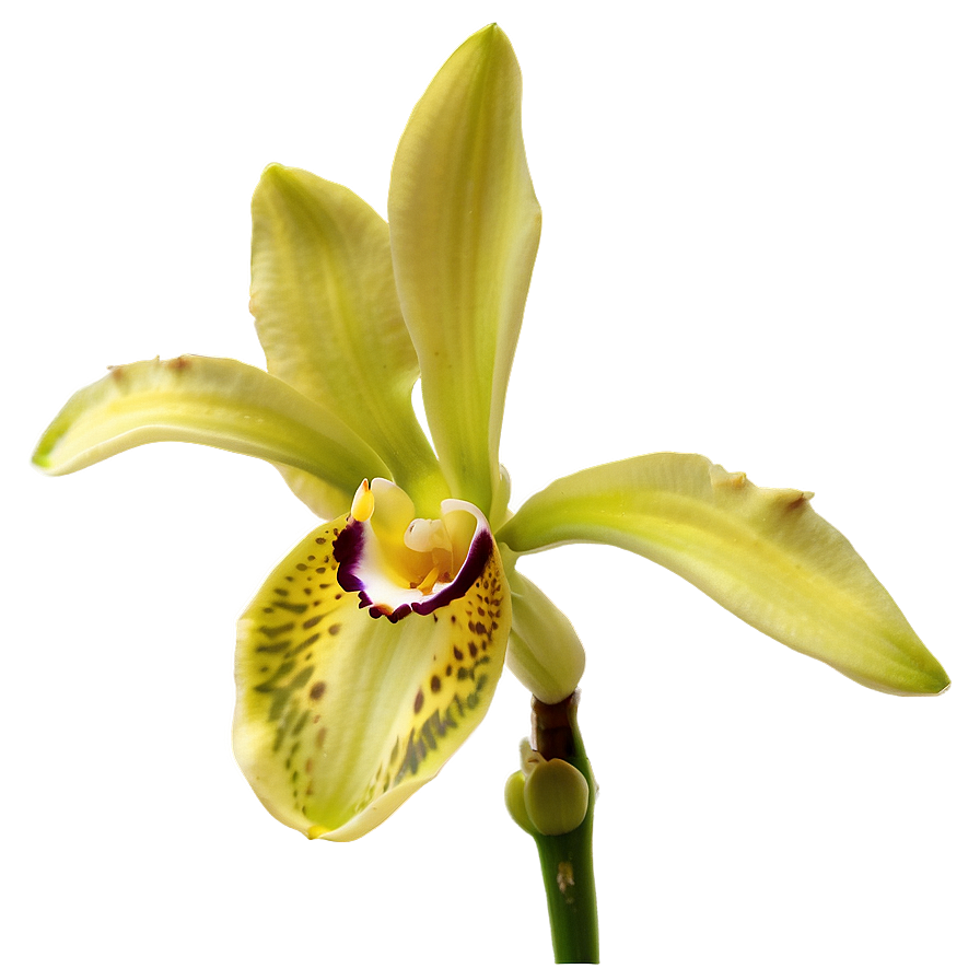 Orchid Bloom Png 24 PNG image