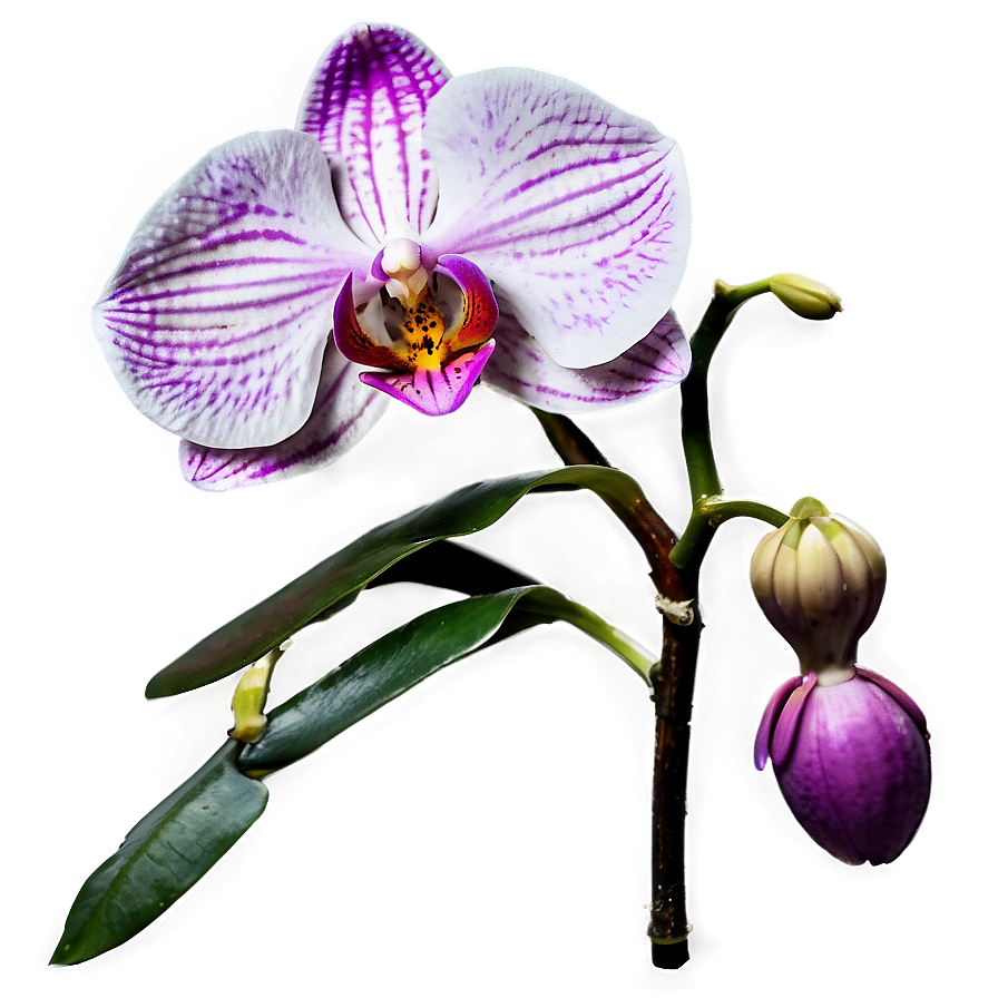 Orchid Bloom Png Qef PNG image