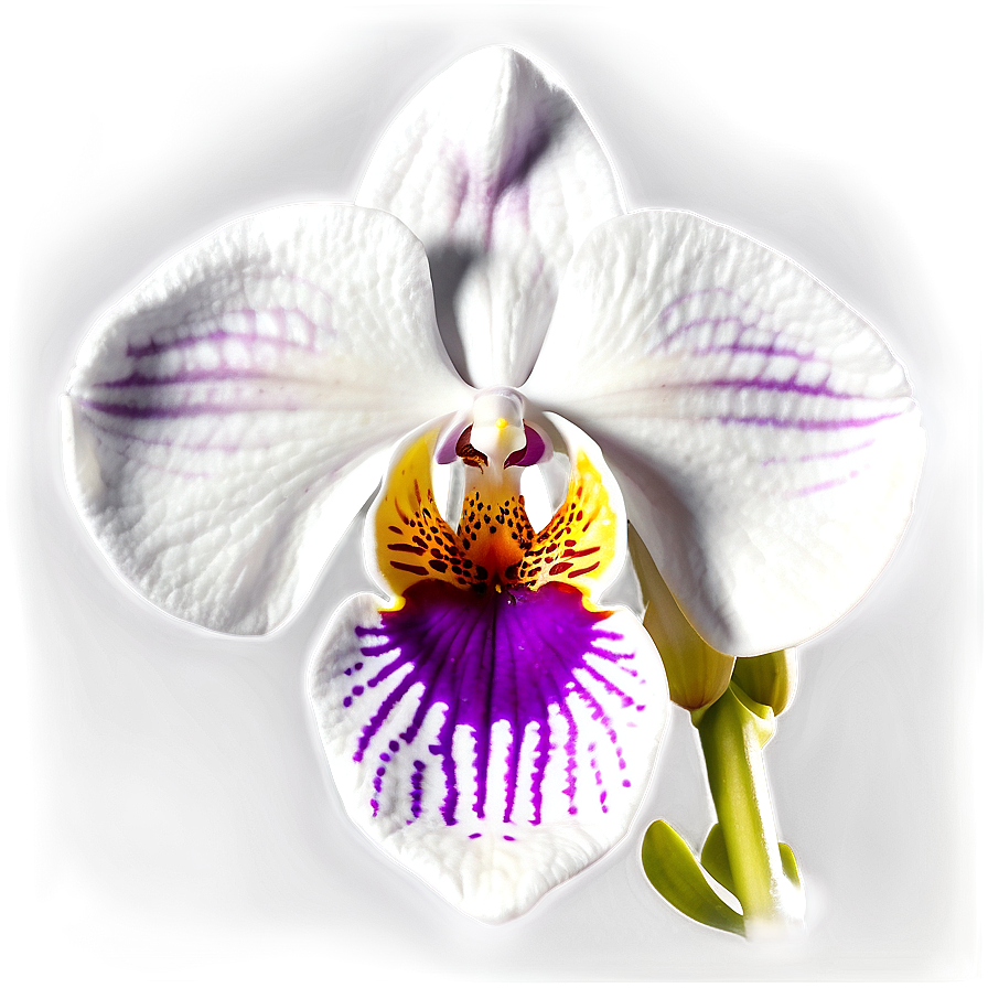 Orchid Bloom Png Wsi PNG image