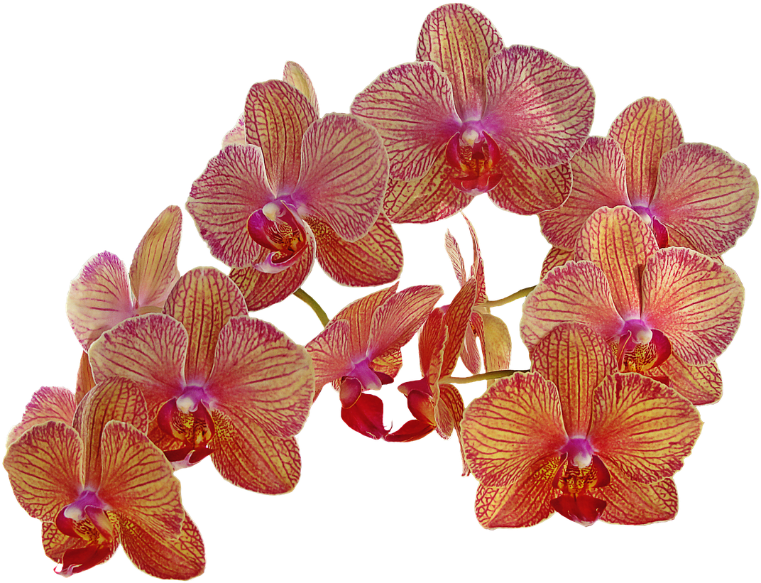 Orchid_ Blooms_ Transparent_ Background.png PNG image