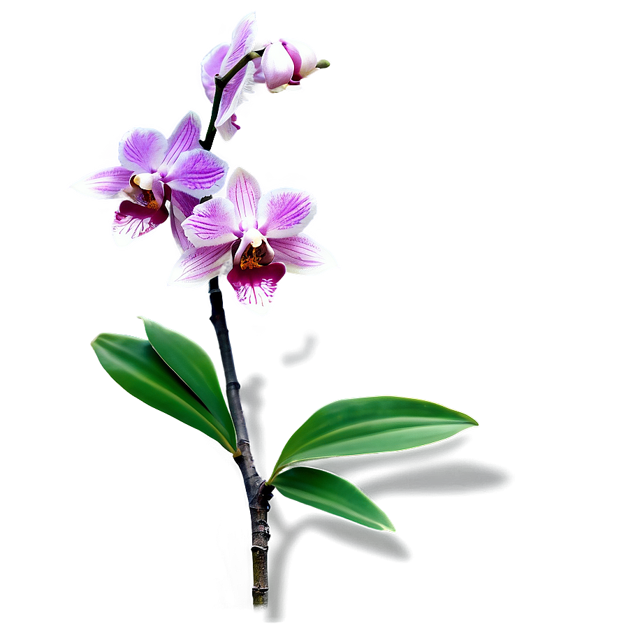 Orchid Branch Png Dwt PNG image