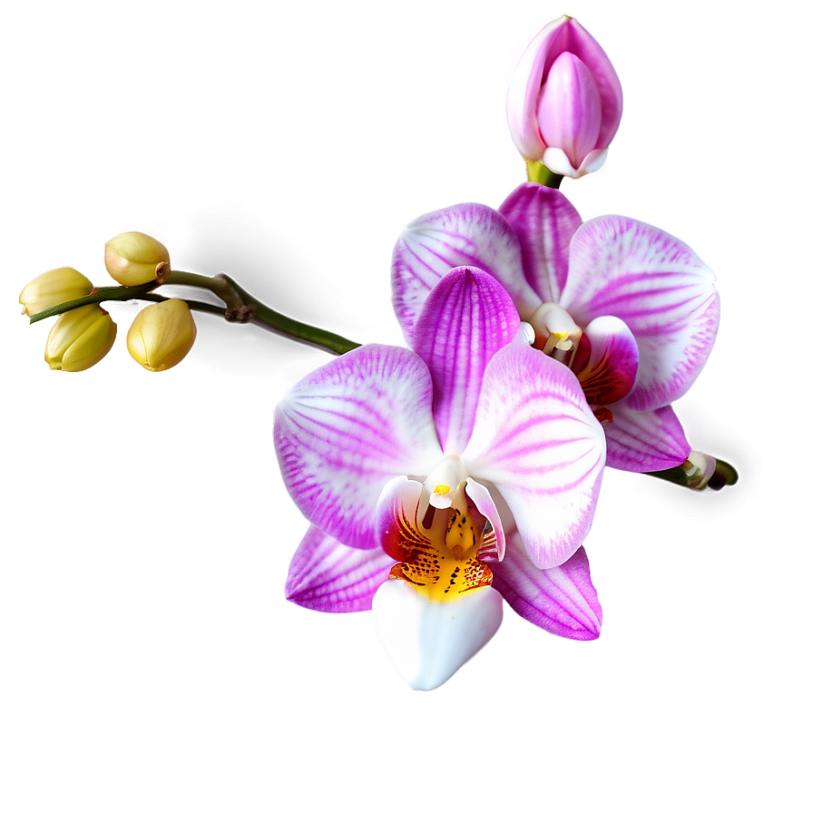 Orchid Clipart Png 17 PNG image