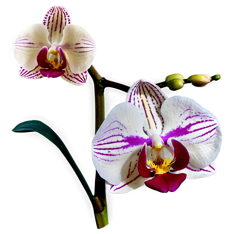 Orchid Closeup Png 6 PNG image