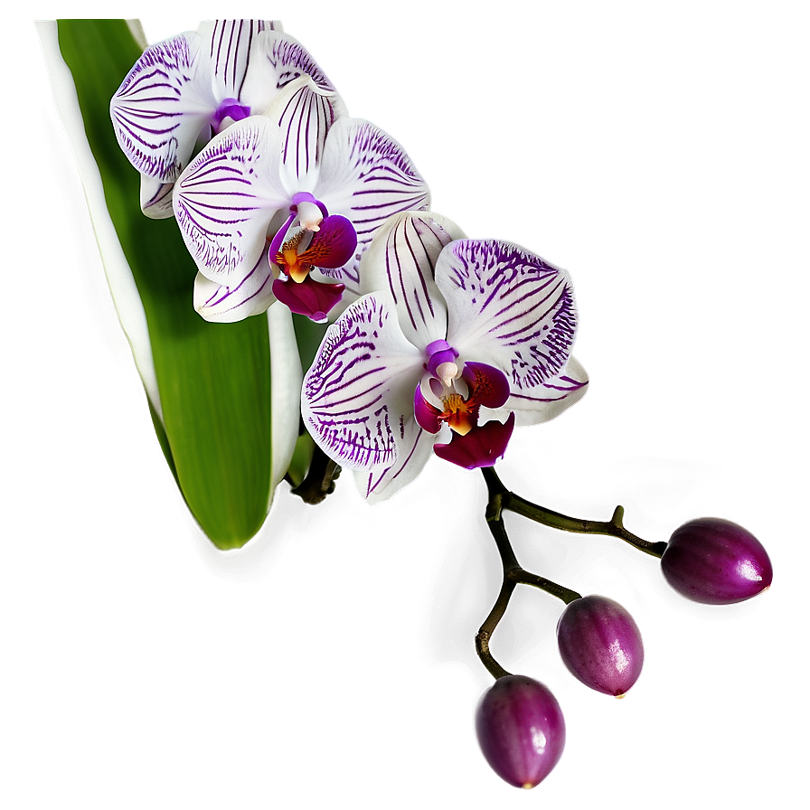 Orchid Closeup Png Ydh PNG image