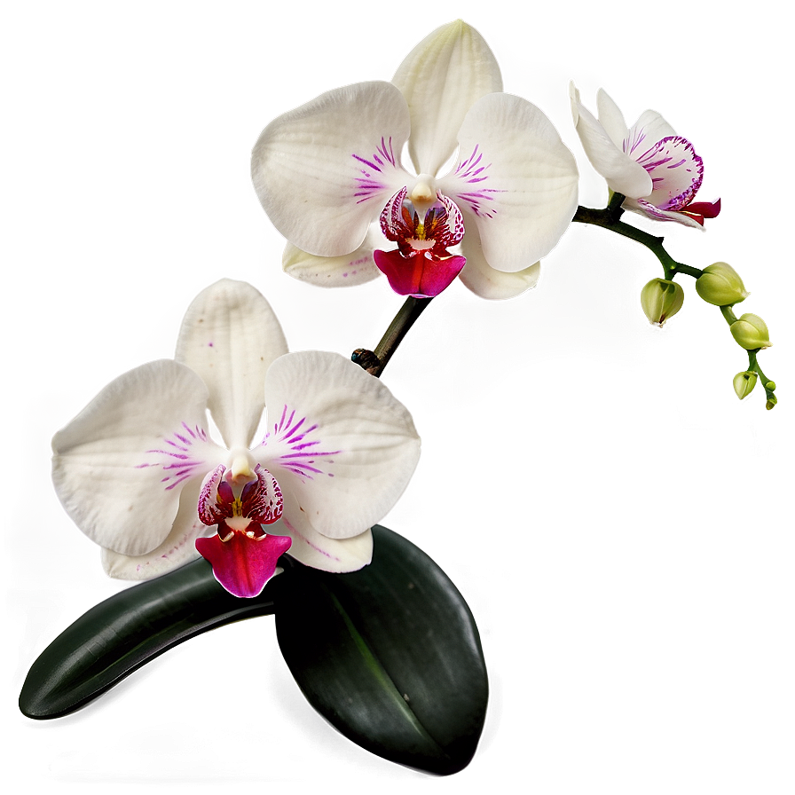 Orchid Elegance Png 04292024 PNG image