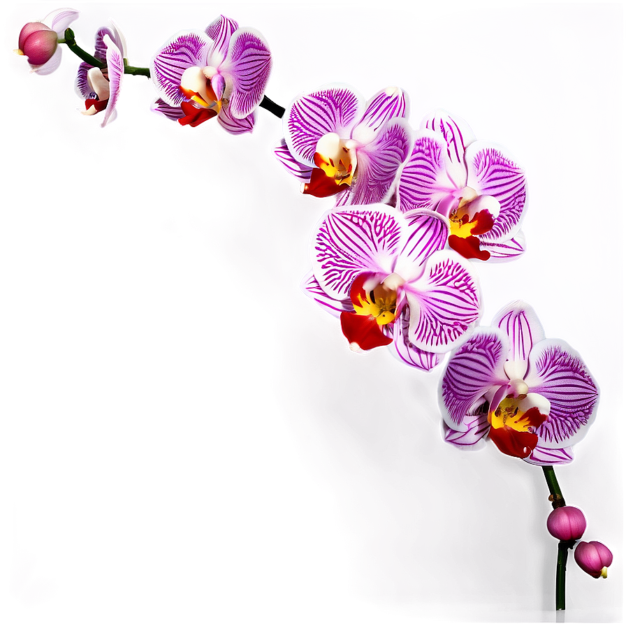 Orchid Flower Border Png 05252024 PNG image