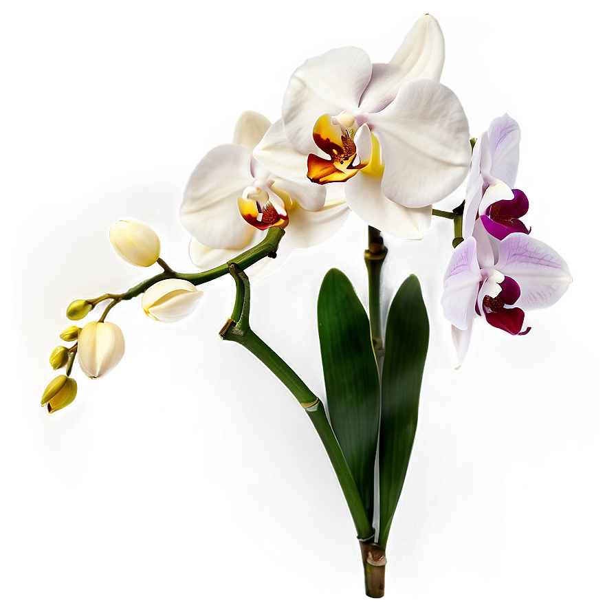 Orchid Flower Png 05242024 PNG image