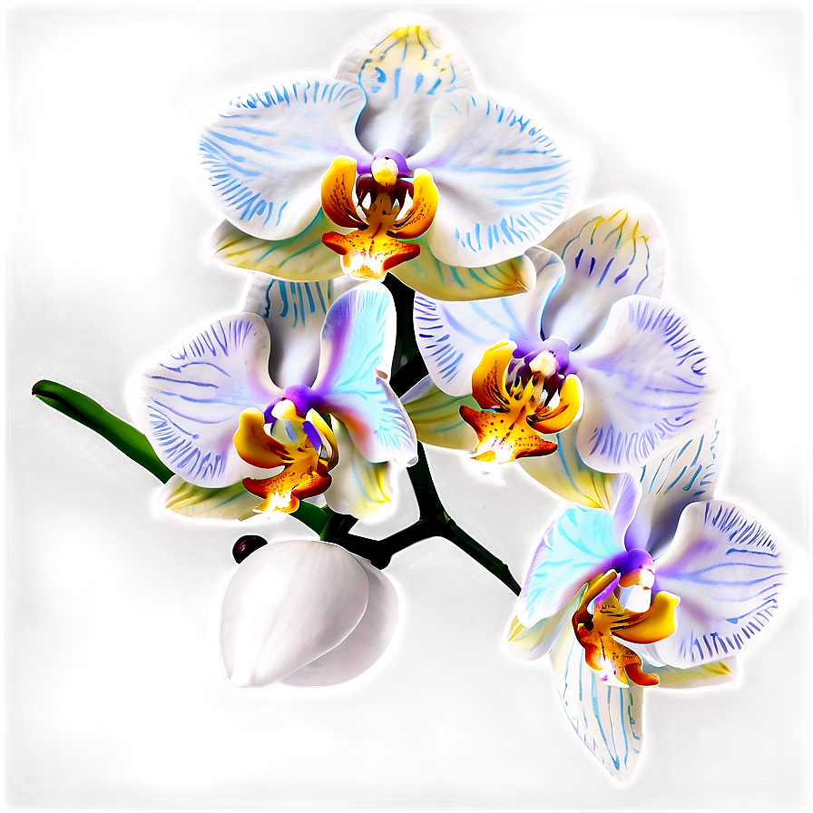 Orchid Flower Png Xut76 PNG image