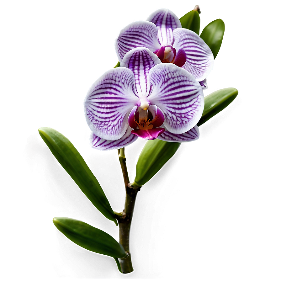 Orchid Flower Transparent Png Xeg PNG image