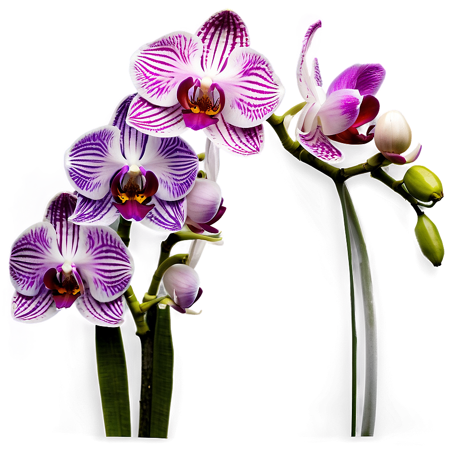 Orchid Garden Png Hvh PNG image