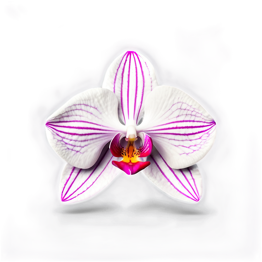 Orchid Illustration Png Mmo PNG image