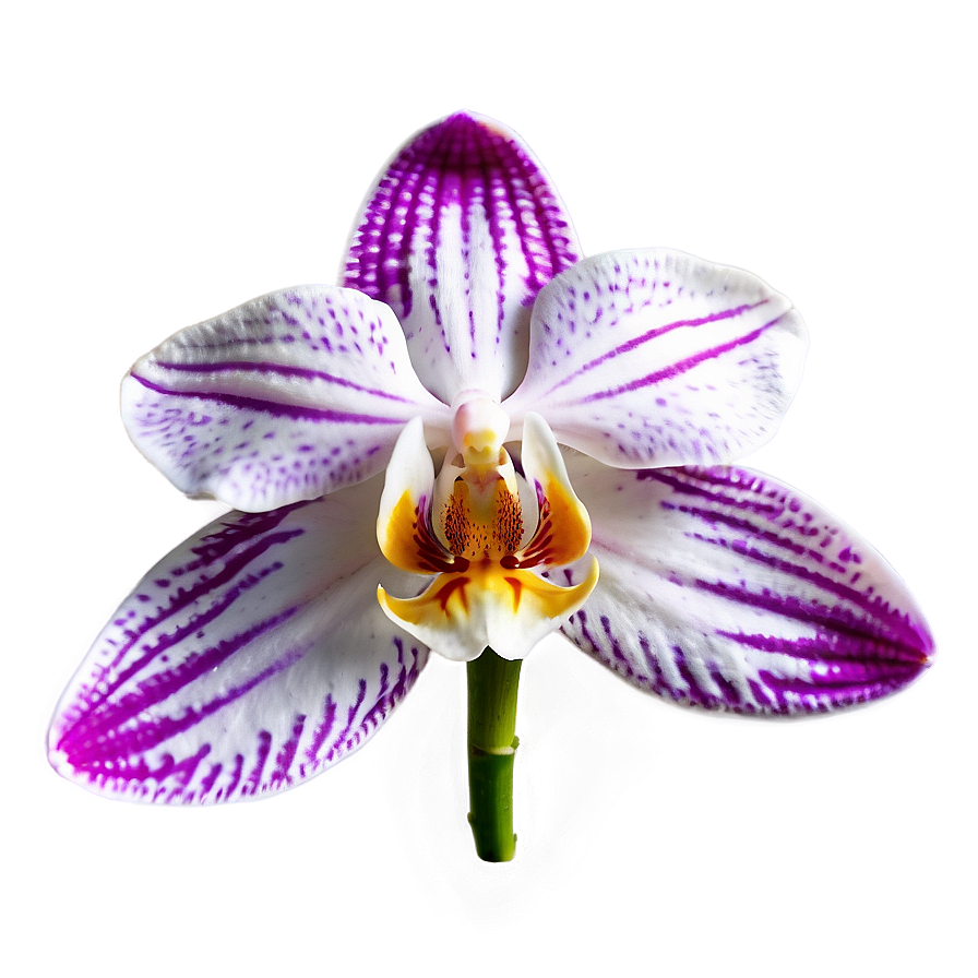 Orchid Petal Png 05242024 PNG image