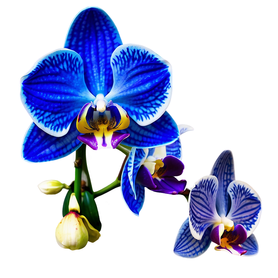 Orchid Petal Png 99 PNG image