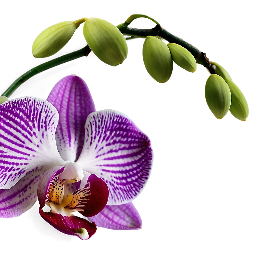 Orchid Petal Png Pby63 PNG image