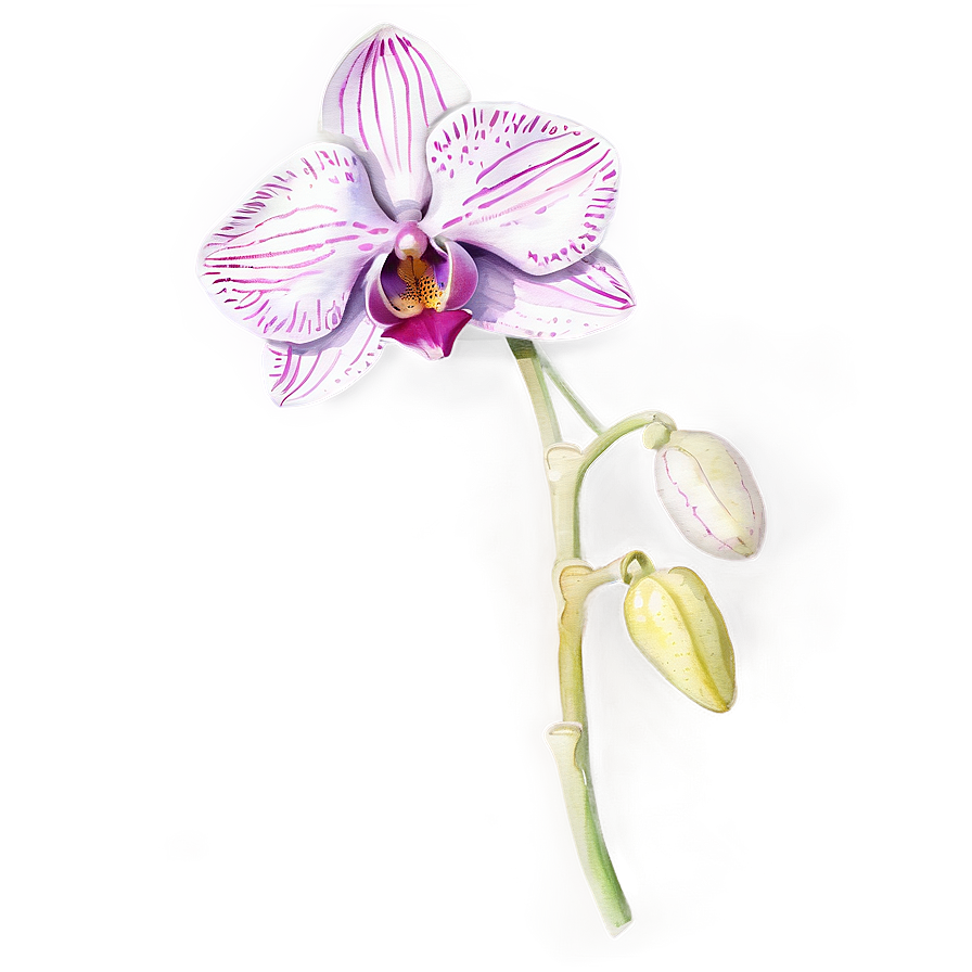 Orchid Watercolor Drawing Png Awy PNG image