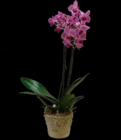 Orchidin Decorative Pot PNG image