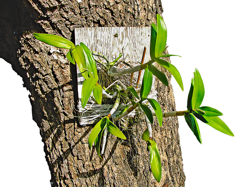 Orchidon Tree Bark PNG image