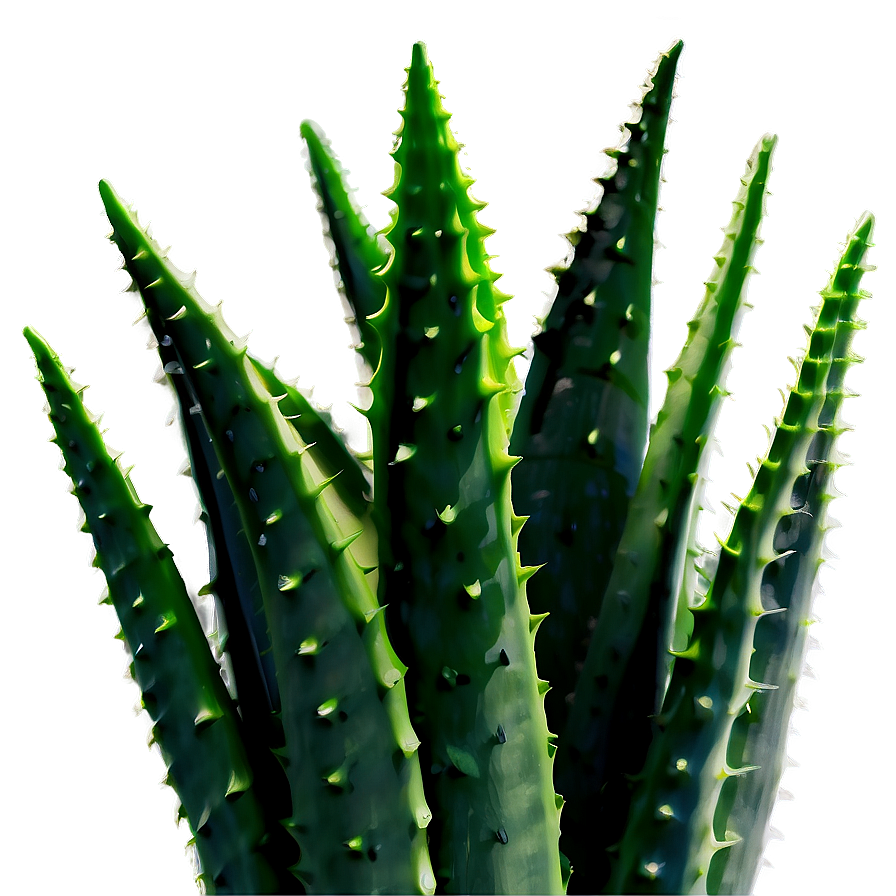 Organic Aloe Vera Plant Png 06252024 PNG image