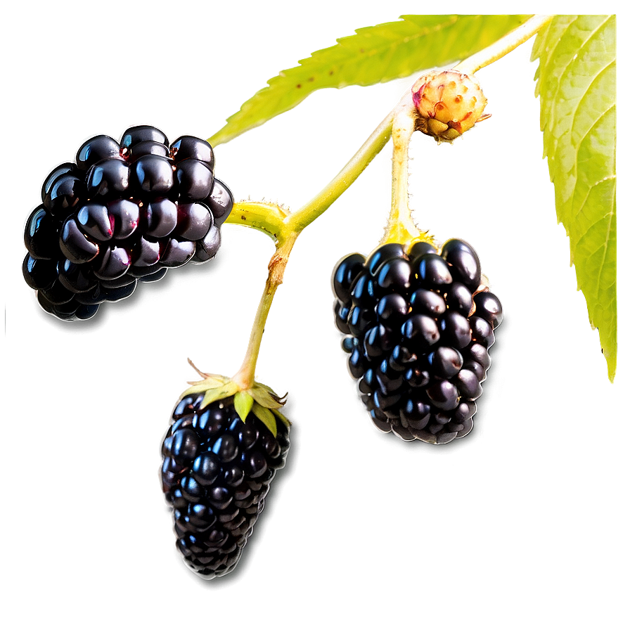 Organic Blackberry Png 05232024 PNG image