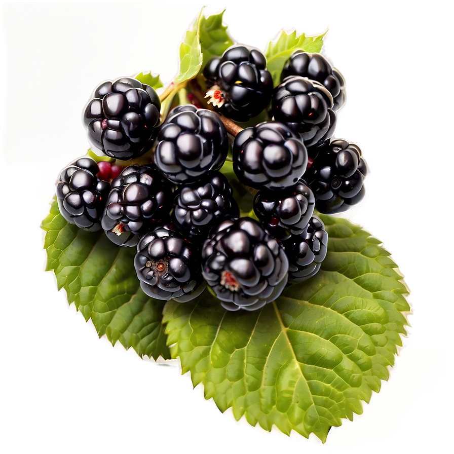 Organic Blackberry Png Gms PNG image