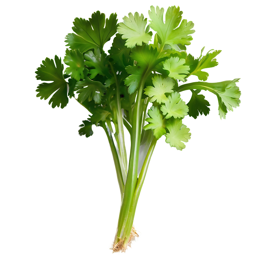 Organic Cilantro Png Ree72 PNG image