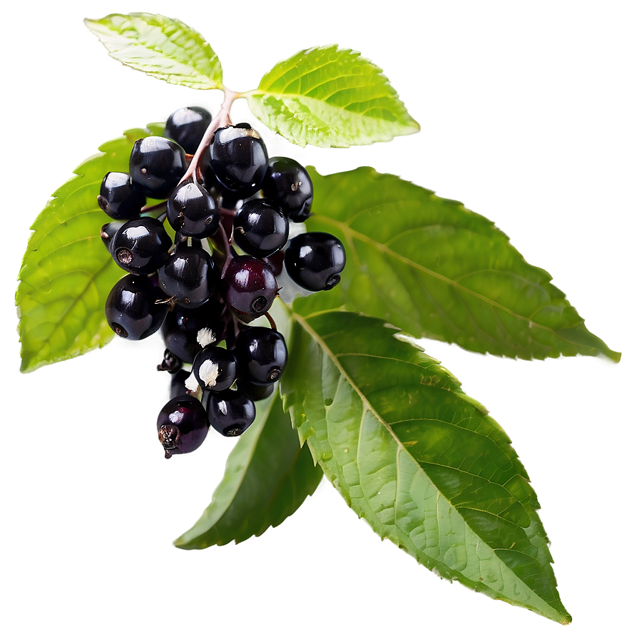 Organic Elderberry Png 06252024 PNG image