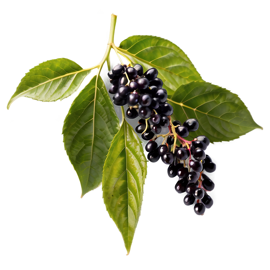 Organic Elderberry Png 63 PNG image